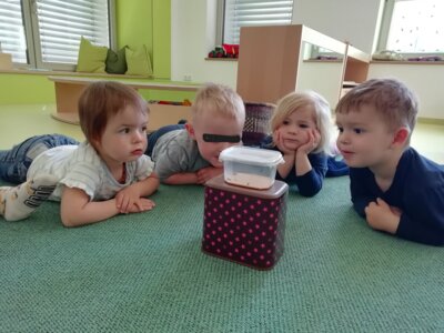 Foto des Albums: Schmetterling du kleines Ding.... Projekt unserer Krippenkinder
