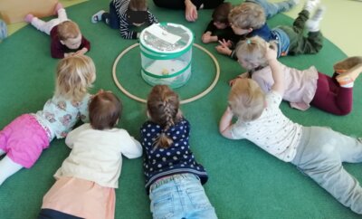 Foto des Albums: Schmetterling du kleines Ding.... Projekt unserer Krippenkinder