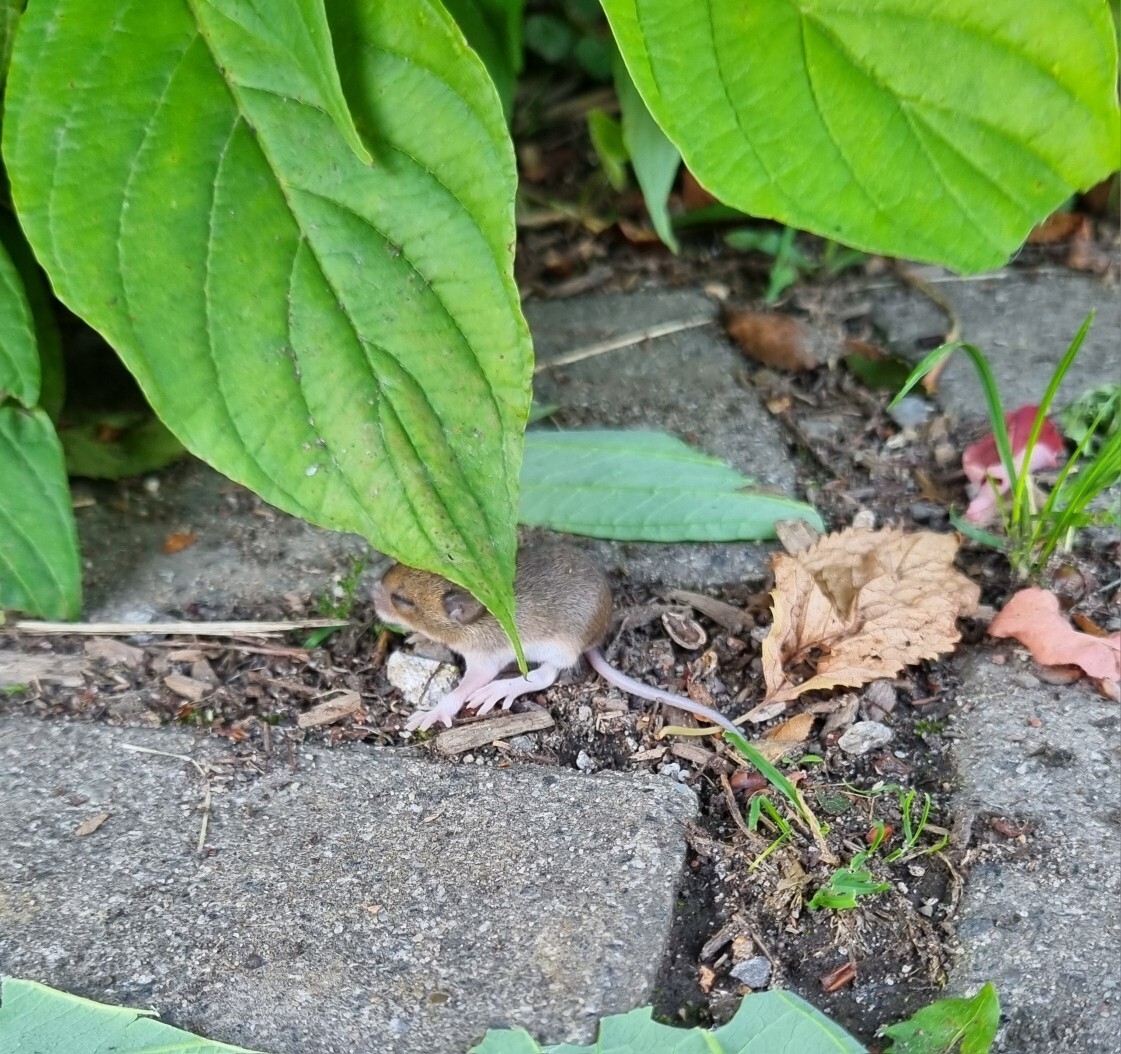 Bild: Maus 1