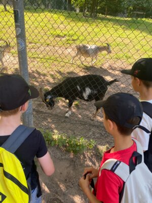 Foto des Albums: Wildpark Saarbrücken