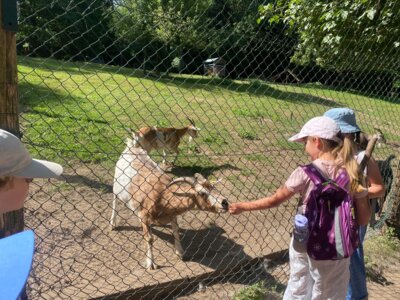 Foto des Albums: Wildpark Saarbrücken