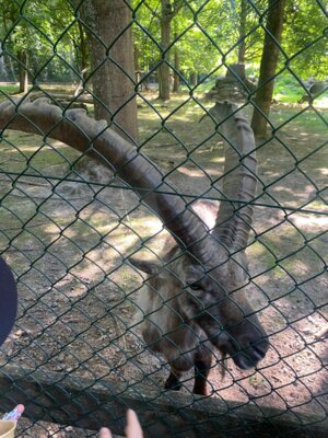 Foto des Albums: Wildpark Saarbrücken