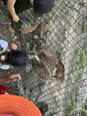 Foto des Albums: Wildpark Saarbrücken