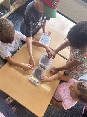 Foto des Albums: Kreislauf des Biomülls Klasse 1