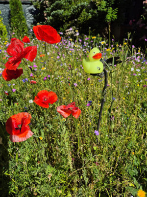 Foto: Michael Flassig  (Bild vergr&ouml;&szlig;ern)