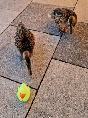 Foto: Beate Vogel  (Bild vergr&ouml;&szlig;ern)