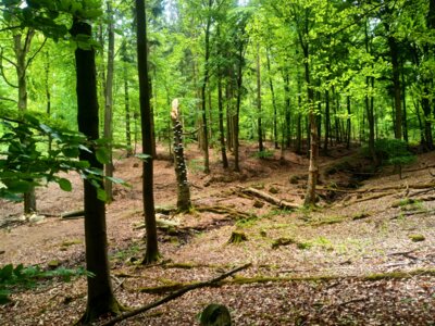 Zum Bullerbachtal  (Bild vergr&ouml;&szlig;ern)