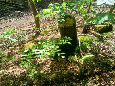 Beckerstein  (Bild vergr&ouml;&szlig;ern)