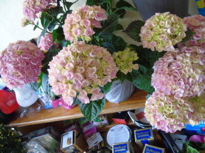 Foto des Albums: Seniorenfeier 27.06.2025