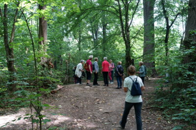 Im Zauberwald -3  (Bild vergr&ouml;&szlig;ern)