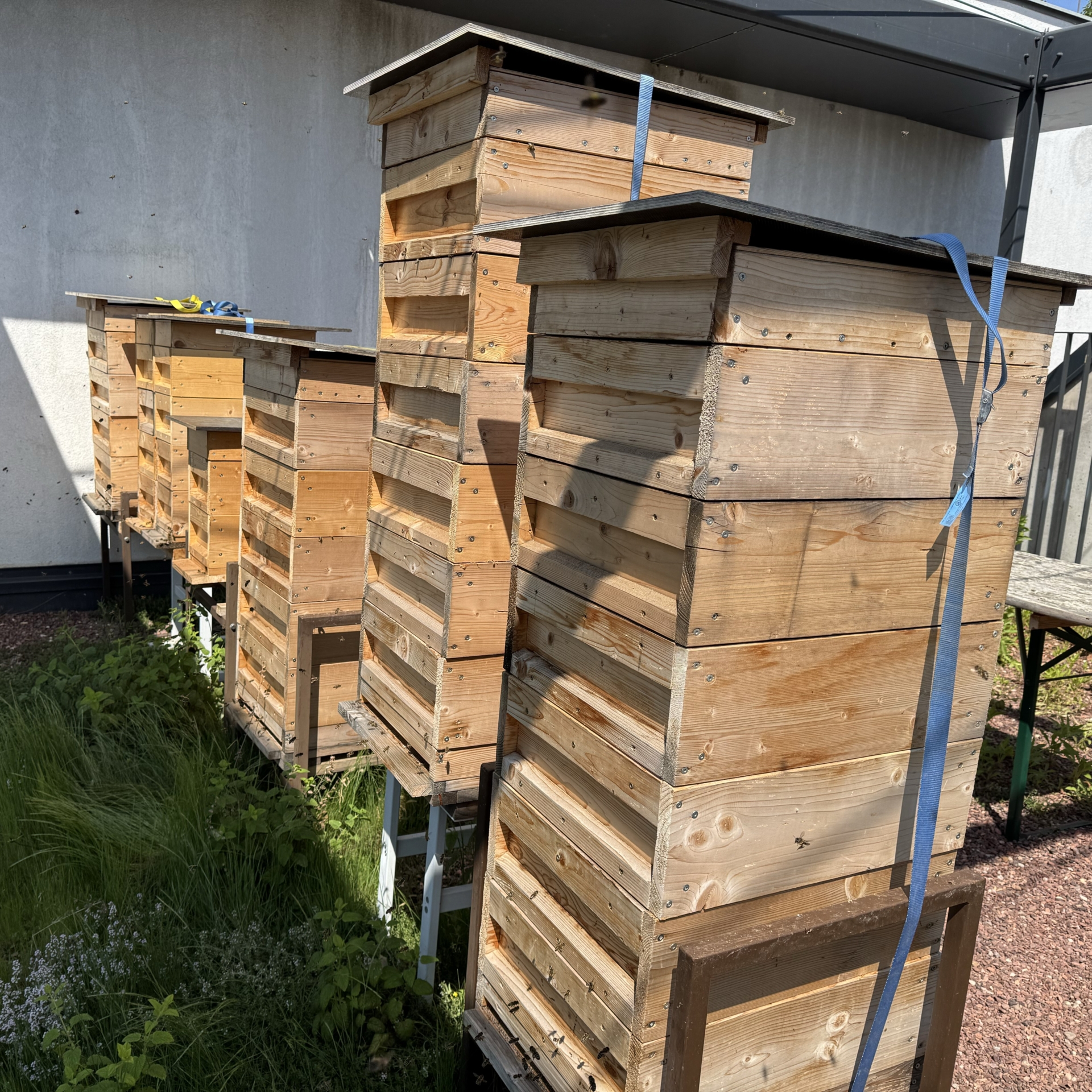 Bild: Schulbienen