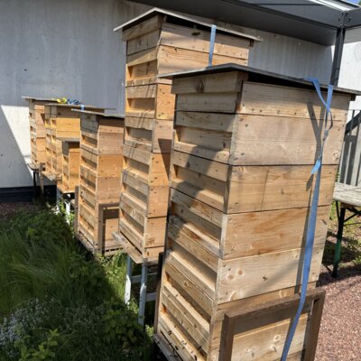Schulbienen  (Bild vergr&ouml;&szlig;ern)