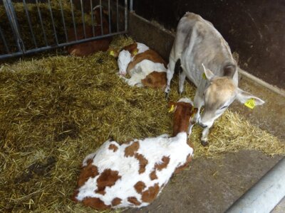 Die kleinen K&auml;lbchen auf dem Bauernhof haben den Kindern sehr gefallen.  (Bild vergr&ouml;&szlig;ern)