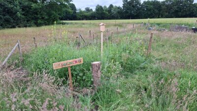 Foto des Albums: Hummelgarten und Totholzhecke