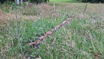 Foto des Albums: Hummelgarten und Totholzhecke