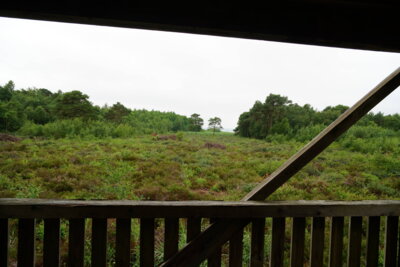 Blick ins Moor  (Bild vergr&ouml;&szlig;ern)