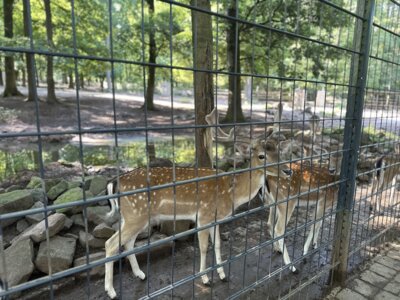 Foto des Albums: Wildpark Pforzheim Klasse 1