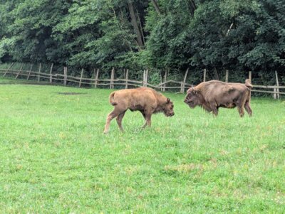 Foto des Albums: 2025-07-22_Wanderung_Hasseldieksdamm