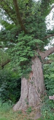 Foto des Albums: 2025-07-22_Wanderung_Hasseldieksdamm