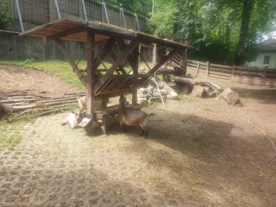Streichelzoo  (Bild vergr&ouml;&szlig;ern)