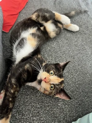Foto des Albums: Toom-Katzen