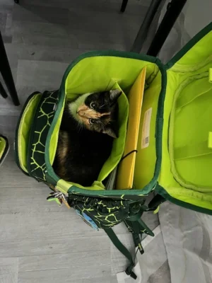 Foto des Albums: Toom-Katzen