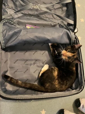 Foto des Albums: Toom-Katzen
