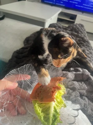 Foto des Albums: Toom-Katzen
