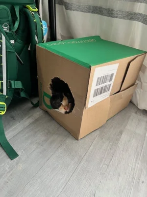 Foto des Albums: Toom-Katzen