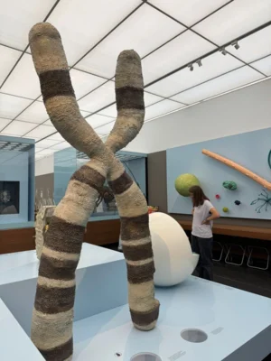 Fotoalbum Pädagogischer Tag im Hygiene Museum Dresden/ Ausstellung und Workshop Sinne