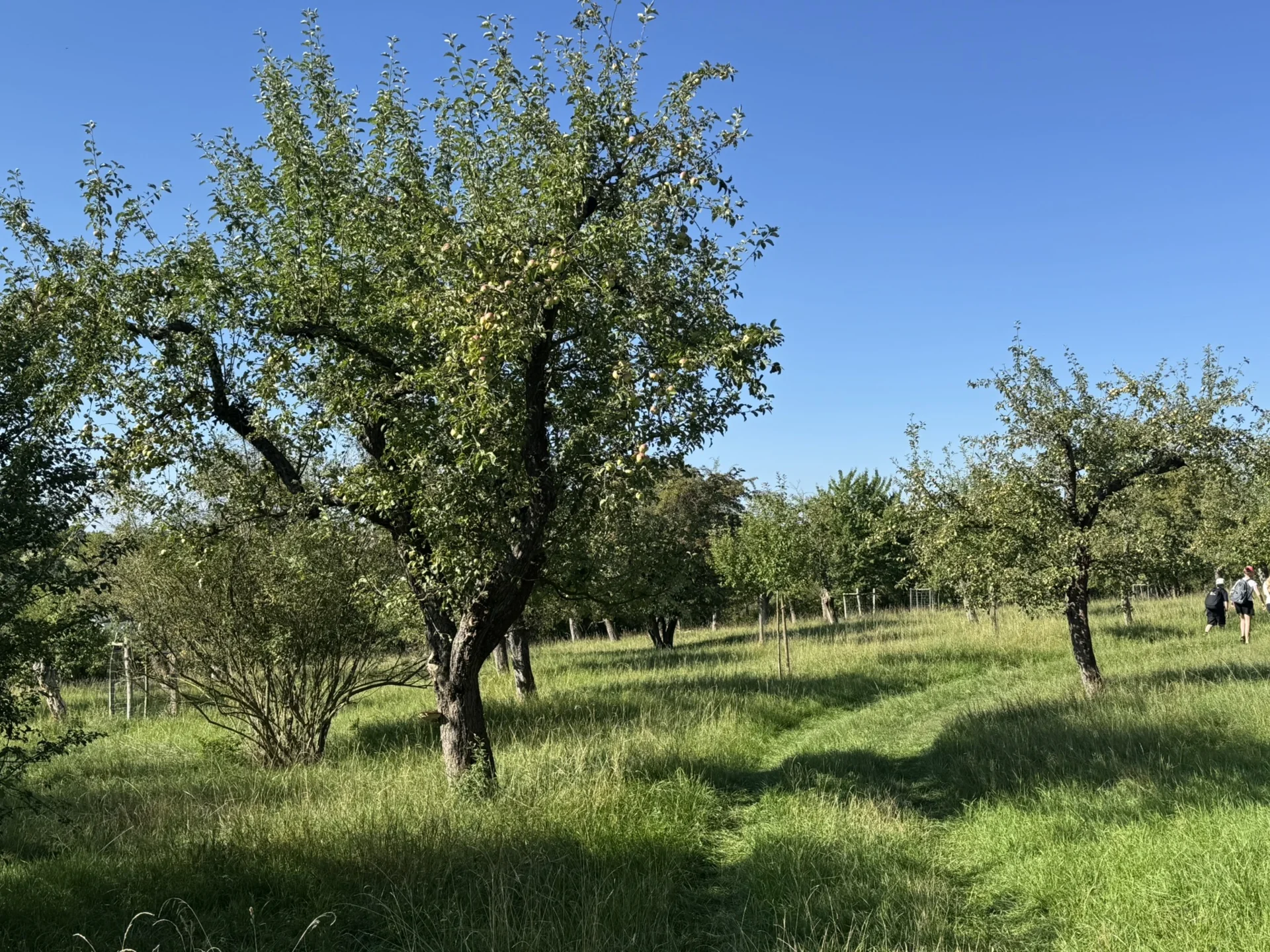 Bild: Streuobstwiese 03