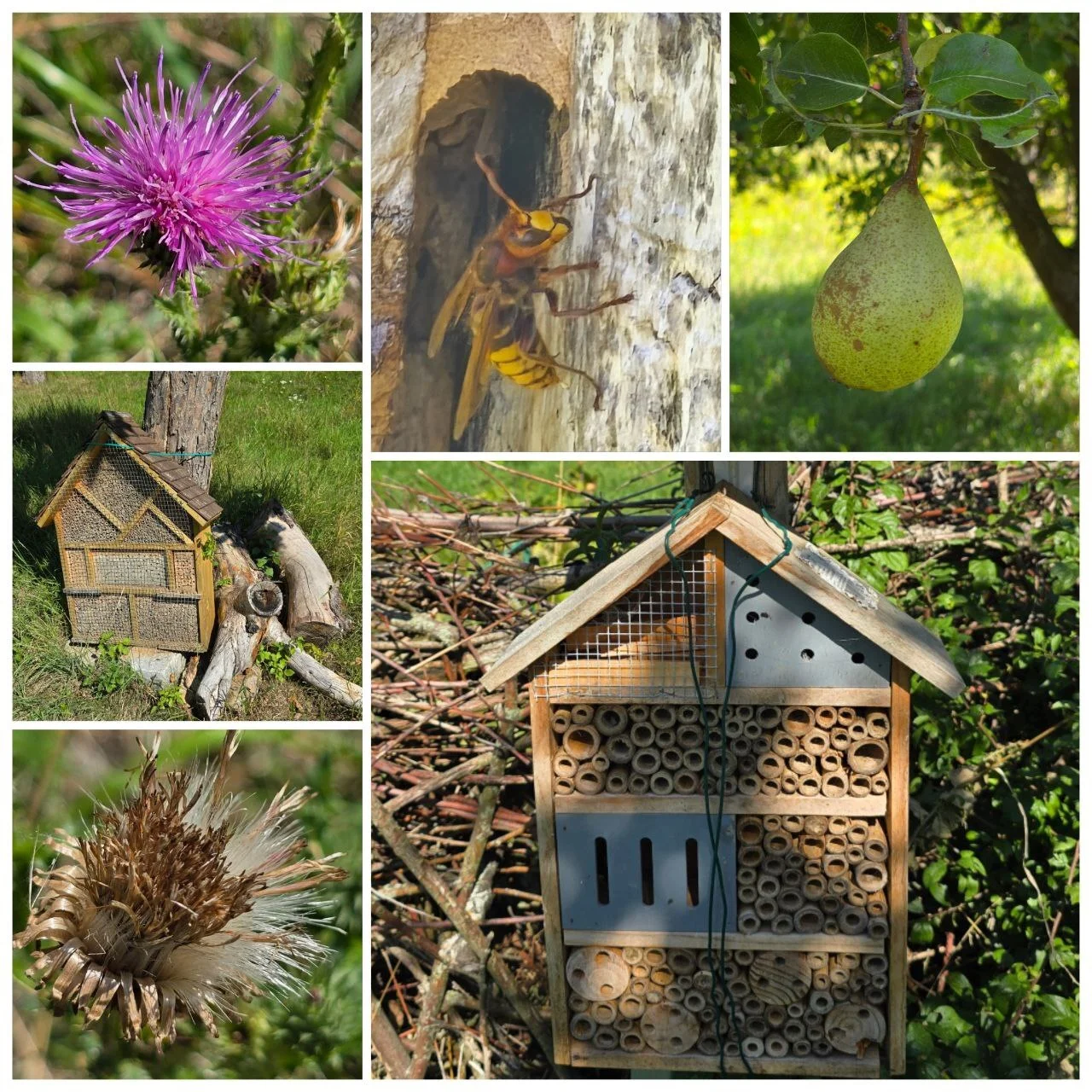 Bild: Streuobstwiese 06