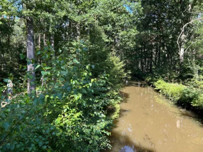 Foto des Albums: Fahle Heide in lila Farbe