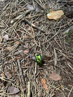 Goldgl&auml;nzender Rosenk&auml;fer  (Bild vergr&ouml;&szlig;ern)