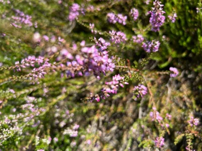 Foto des Albums: Fahle Heide in lila Farbe