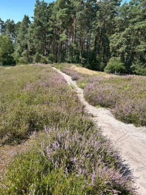 Foto des Albums: Fahle Heide in lila Farbe