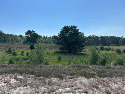 Fahle/Gifhorner-Heide  (Bild vergr&ouml;&szlig;ern)