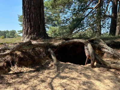 Foto des Albums: Fahle Heide in lila Farbe