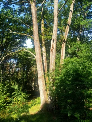 Vierlingseiche  (Bild vergr&ouml;&szlig;ern)