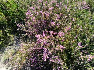 Foto des Albums: Fahle Heide in lila Farbe