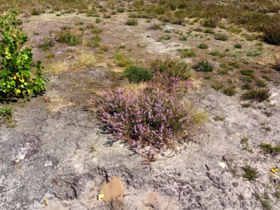 Foto des Albums: Fahle Heide in lila Farbe