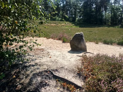 Foto des Albums: Fahle Heide in lila Farbe
