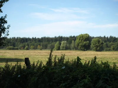 Foto des Albums: Fahle Heide in lila Farbe