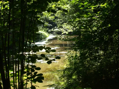 Foto des Albums: Fahle Heide in lila Farbe