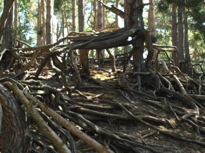Foto des Albums: Fahle Heide in lila Farbe