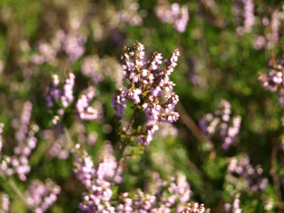 Foto des Albums: Fahle Heide in lila Farbe