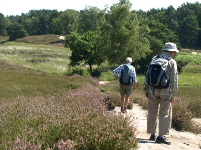 Foto des Albums: Fahle Heide in lila Farbe