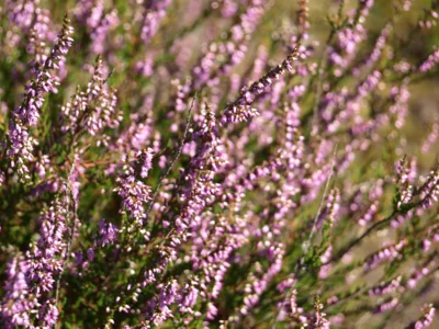 Besenheide  (Bild vergr&ouml;&szlig;ern)