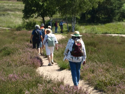 Foto des Albums: Fahle Heide in lila Farbe