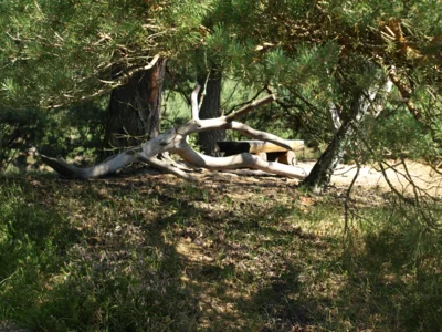 Foto des Albums: Fahle Heide in lila Farbe